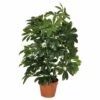 Plantawa Plante Artificielle Taille Petite Cheflera Asiatique Élément Décoratif D'Intérieur Ou Extérieur En Plastique 65cm